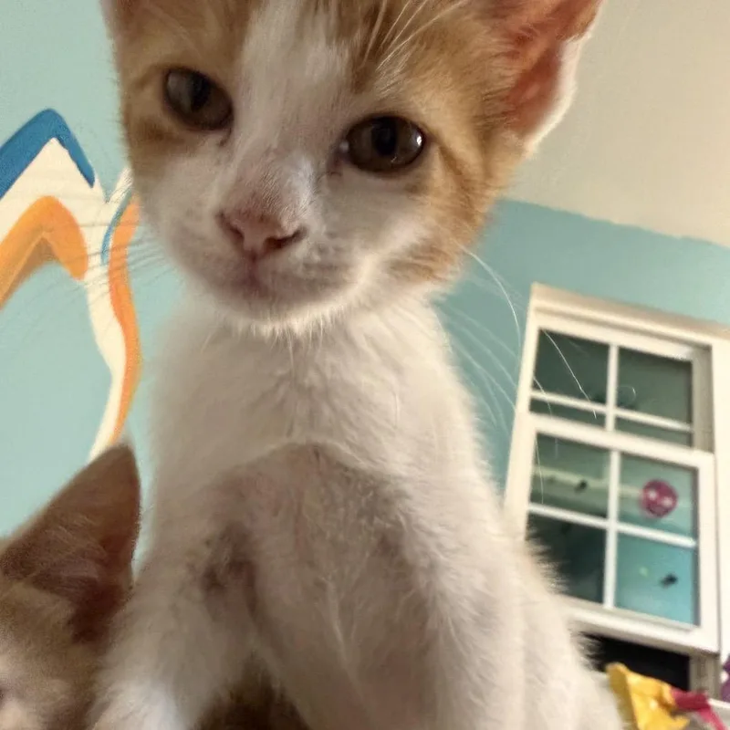 A baby small-sized female Orange / Red Domestic Short Hair cat named Everyday People for adoption in Fredericksburg, VA