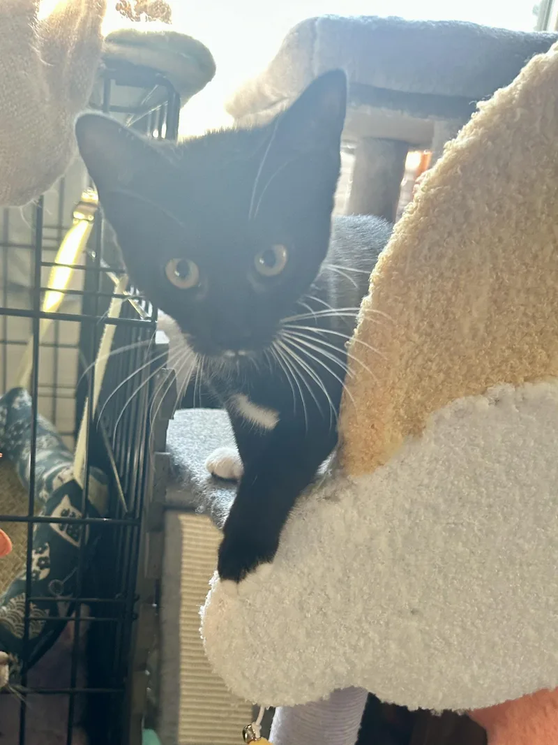 A baby small-sized female Black & White / Tuxedo Domestic Short Hair cat named Rio for adoption in Warminster, PA