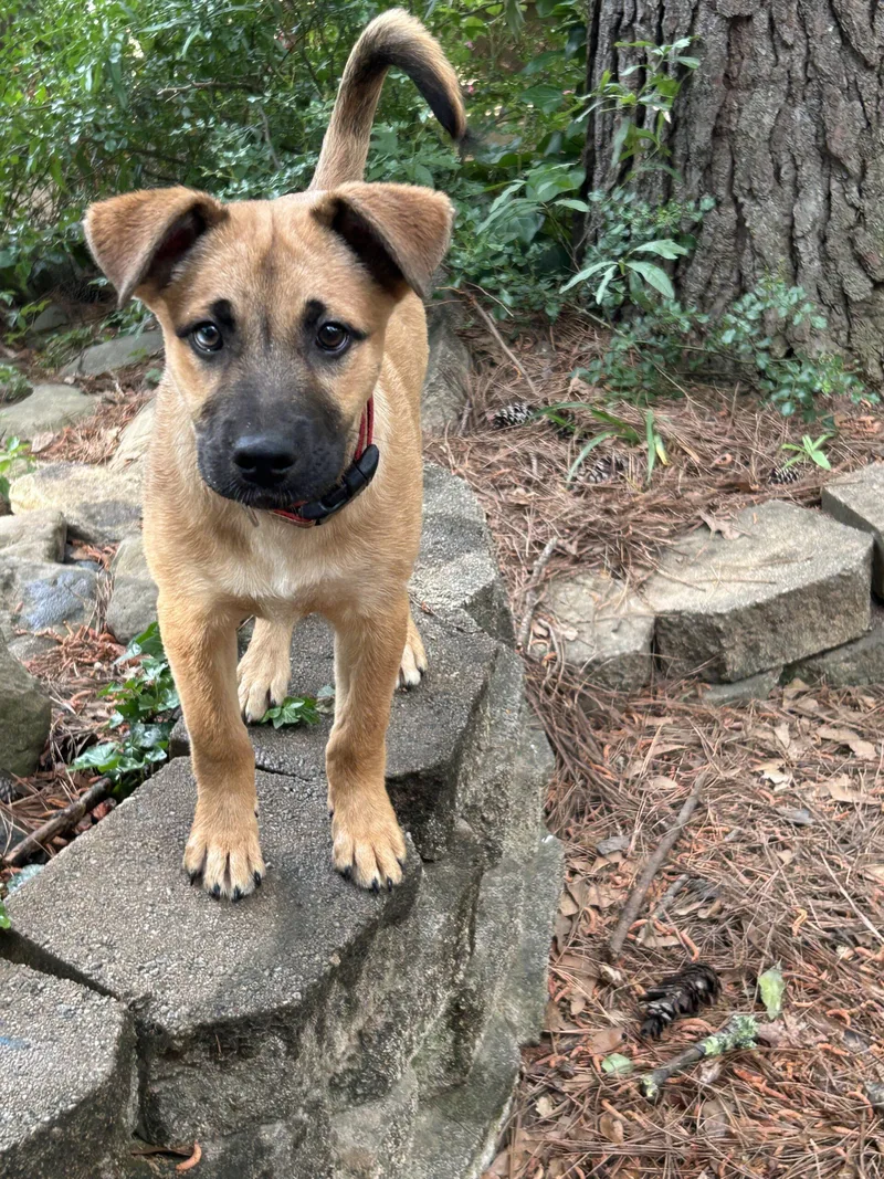 A baby small-sized male Yellow / Tan / Blond / Fawn German Shepherd Dog dog named Nico for adoption in Raleigh, NC