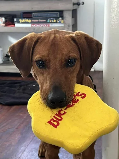 A young large-sized male red Labrador Retriever dog named Bexar for adoption