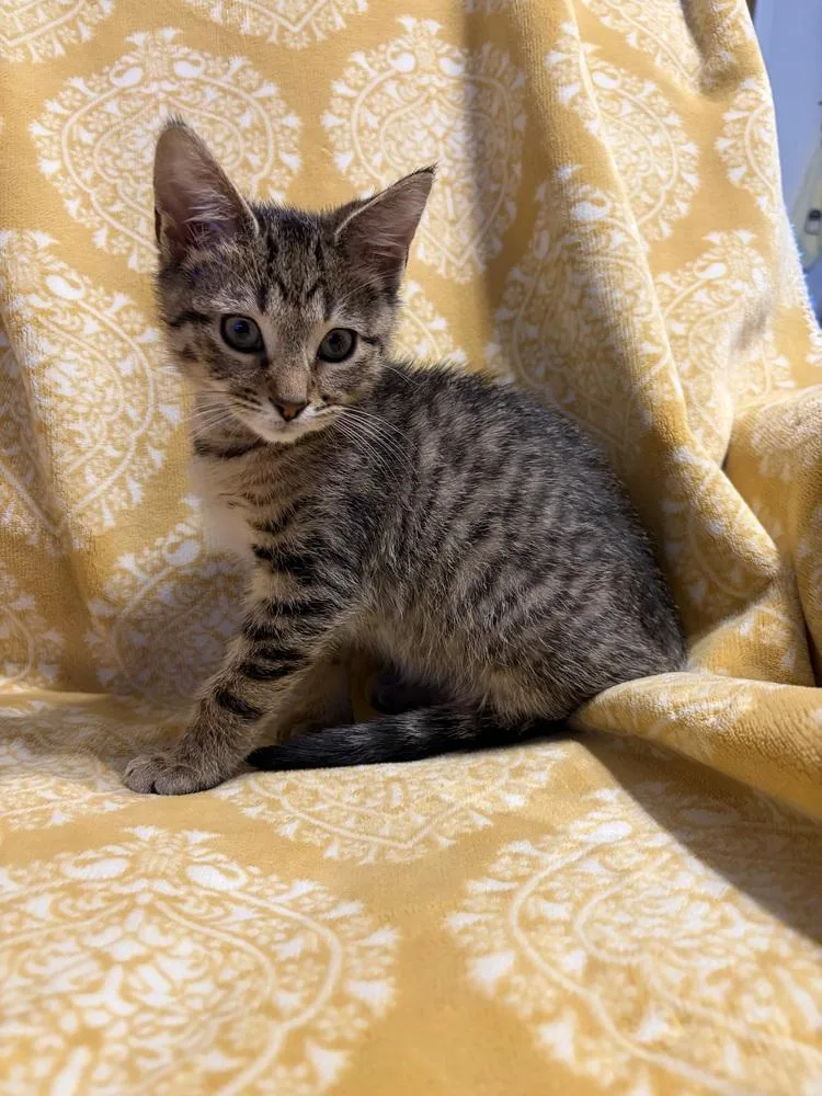 A baby small-sized male Domestic Short Hair cat named Tarragon for adoption in Wheaton, IL