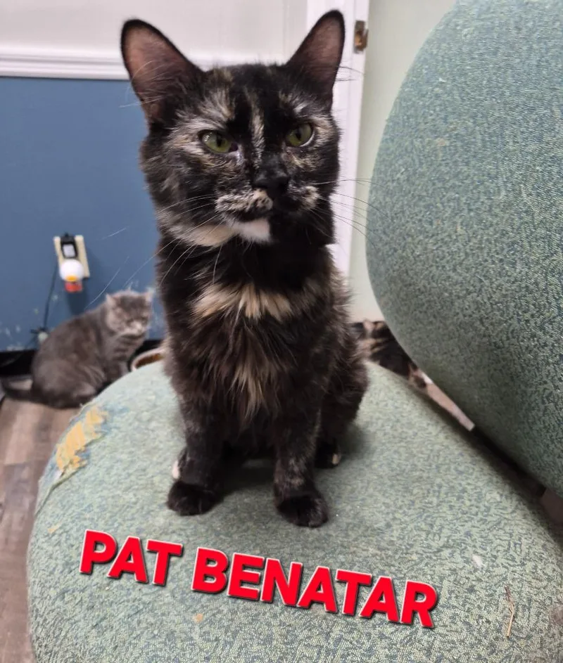 A young medium-sized female Domestic Short Hair cat named Pat Benatar for adoption in Rome, GA
