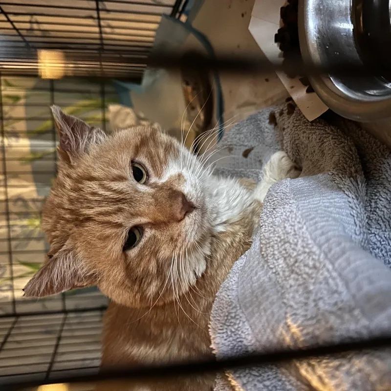 A senior medium-sized male Orange & White Domestic Short Hair cat named Francis for adoption in Jersey City, NJ