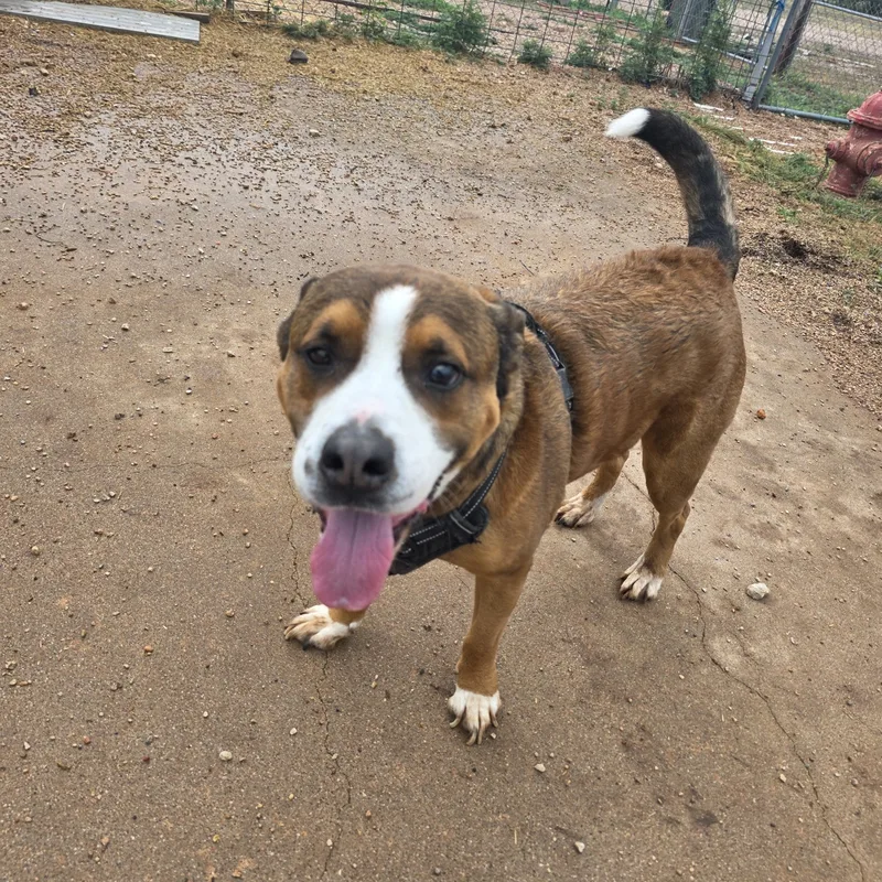 A senior large-sized male reddish-brown Pit Bull Terrier dog named Bailey for adoption
