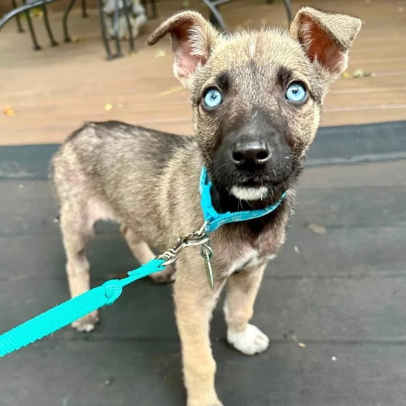 A baby small-sized female Brown / Chocolate Mixed Breed dog named Blair for adoption in Buffalo, MN