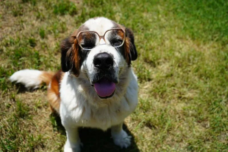 An adult extra large-sized male brown Saint Bernard dog named Meethoven for adoption