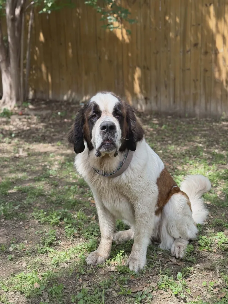 An adult extra large-sized female brown Saint Bernard dog named Mondae for adoption