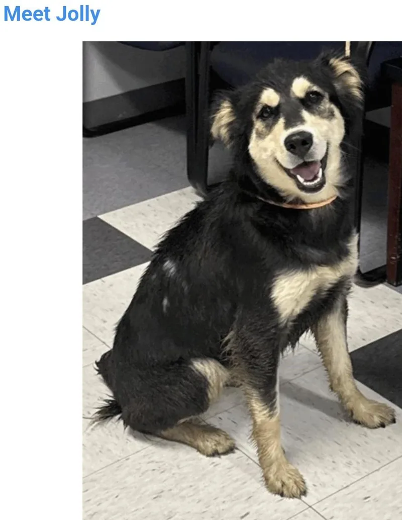 A young medium-sized female Australian Shepherd dog named Jolly for adoption in Salt Lake City, UT