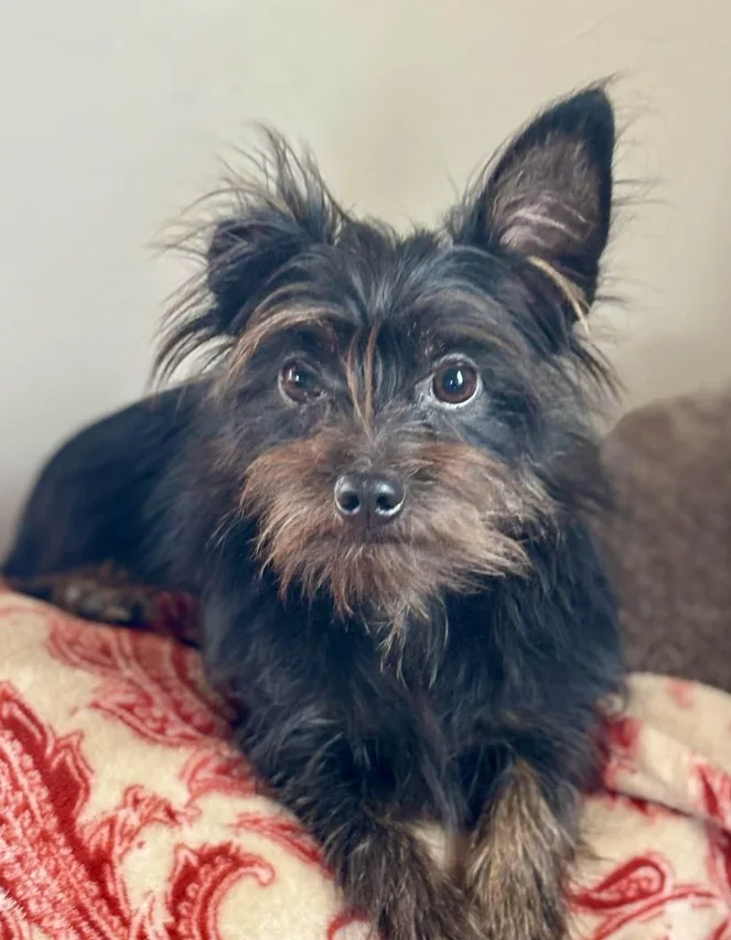 A young small-sized male black and brown Yorkshire Terrier dog named Koda for adoption in Piedmont, OK