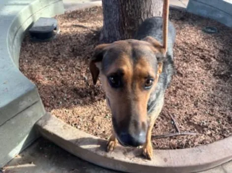 An adult large-sized female German Shepherd Dog dog named Millie for adoption in Van Nuys, CA