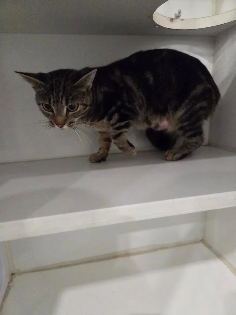 A baby small-sized female Domestic Short Hair cat named Tilly for adoption in Lunenburg, VT