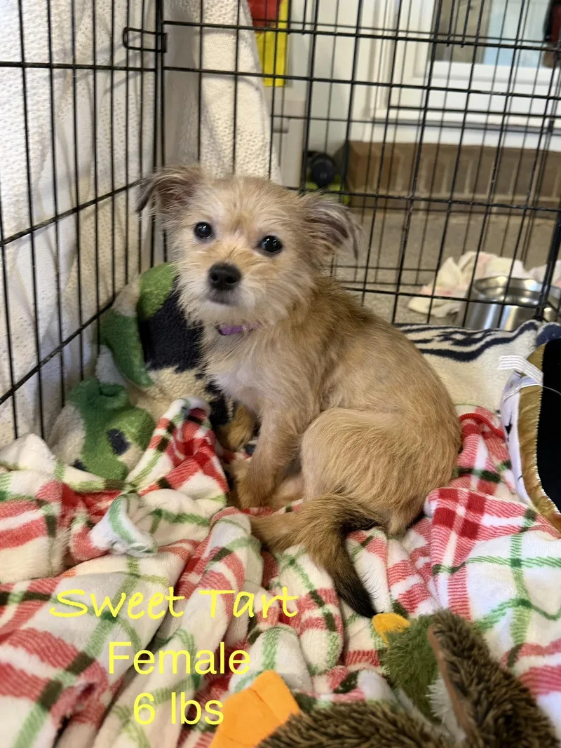 A baby small-sized female Apricot / Beige Terrier dog named Sweet Tart for adoption in Kings Mountain, NC