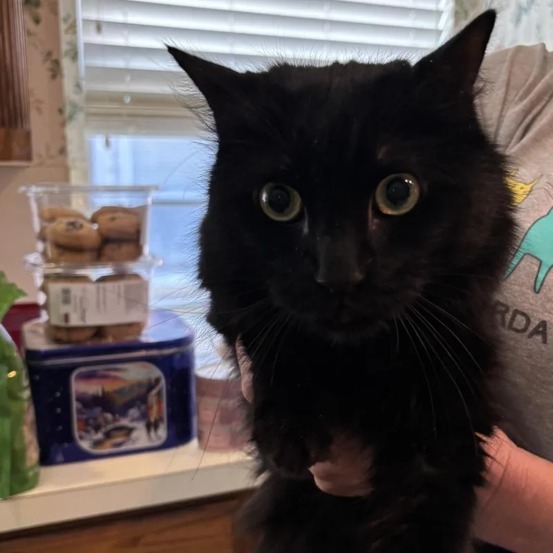 Ebenezer C thumbnail 5