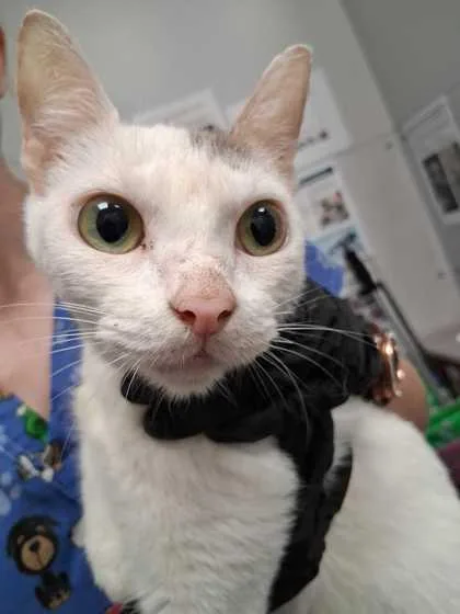 An adult small-sized female Domestic Short Hair cat named Saylor Moon for adoption in Sevierville, TN