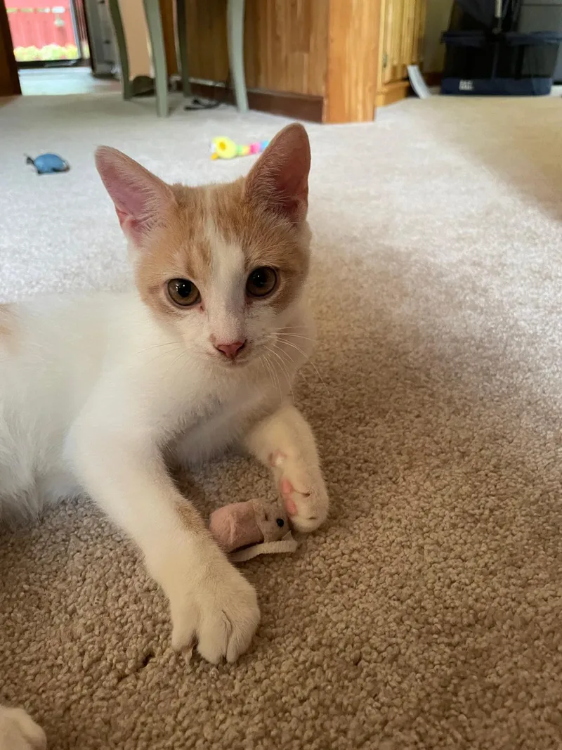 A baby small-sized male orange Domestic Short Hair cat named Reggiano (Reggie) - bonded with Ricky for adoption