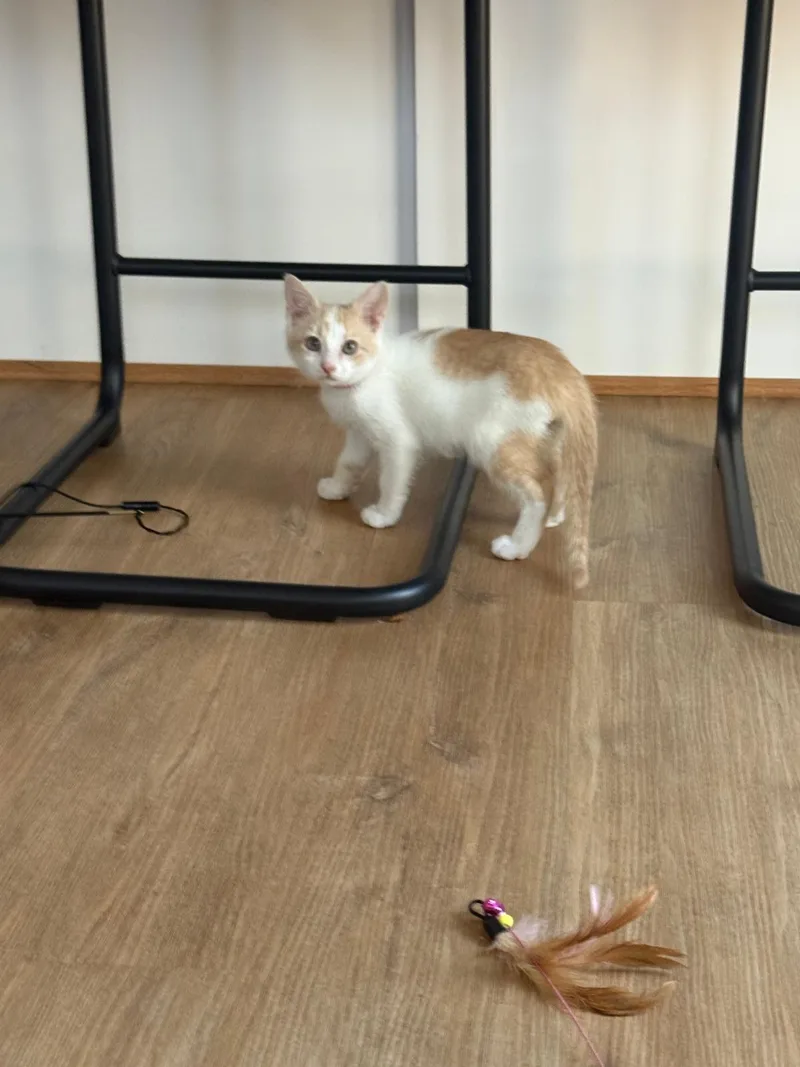 Reggiano (Reggie) thumbnail 5