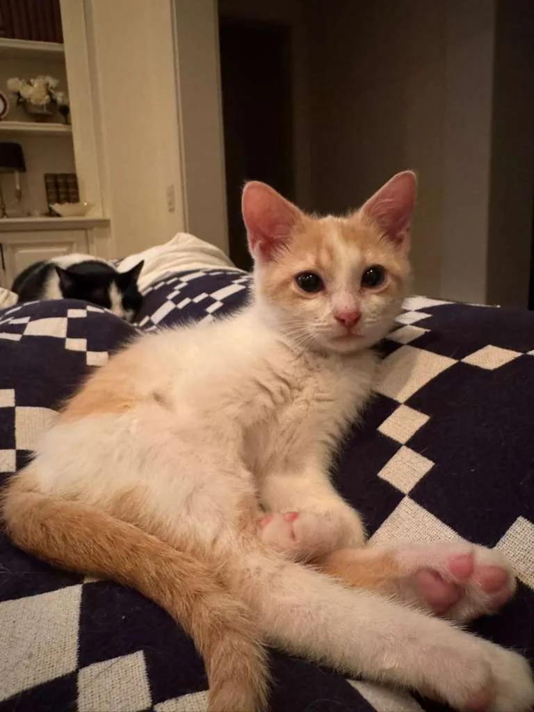 Reggiano (Reggie) thumbnail 2