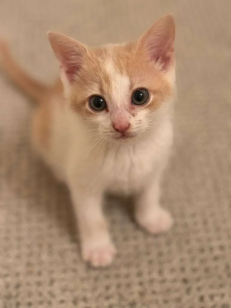 Reggiano (Reggie) thumbnail 3