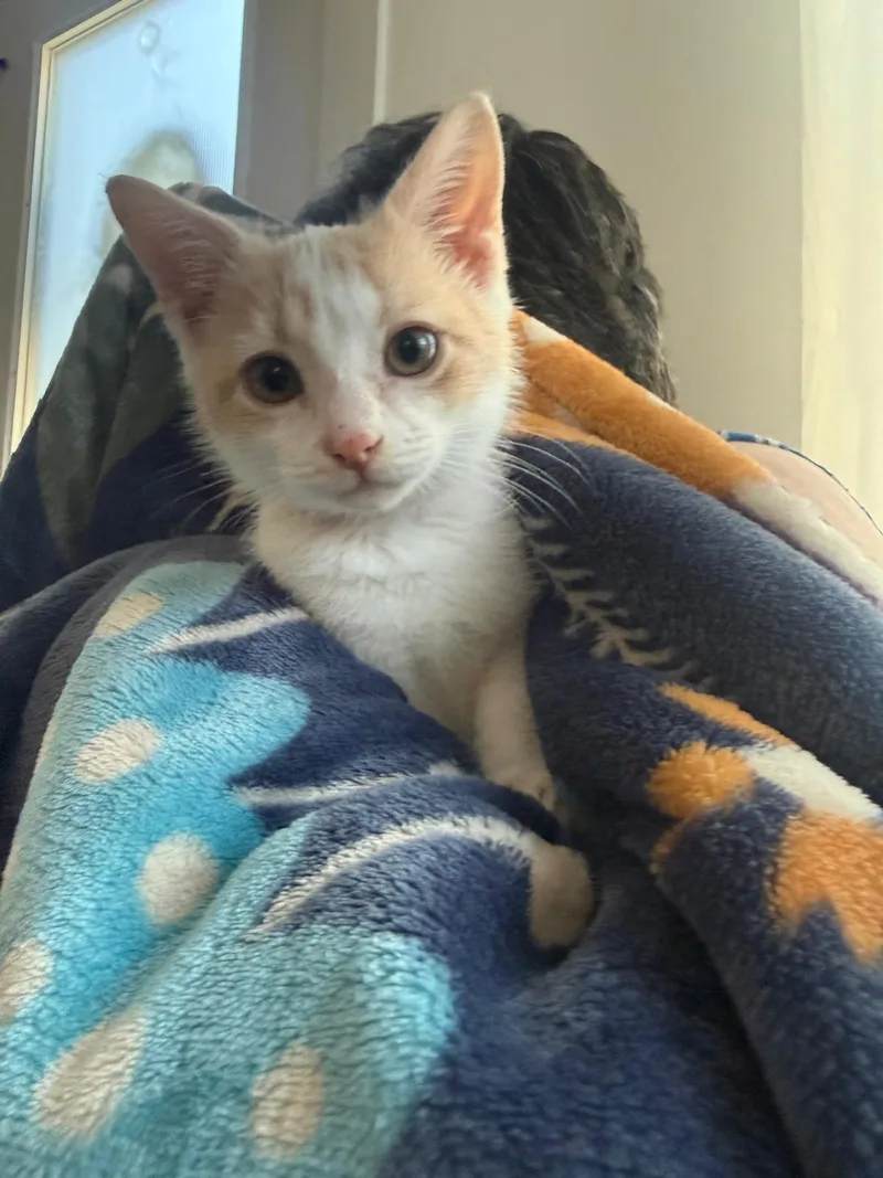 Reggiano (Reggie)