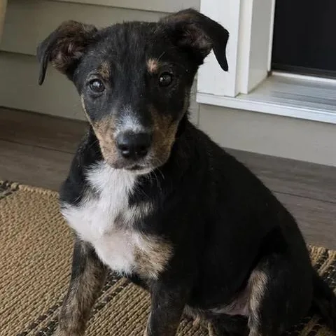 A baby large-sized female Black German Shepherd Dog dog named Bunny for adoption in Crosby, TX