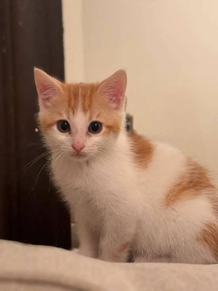 A baby small-sized male orange Domestic Short Hair cat named Colby for adoption