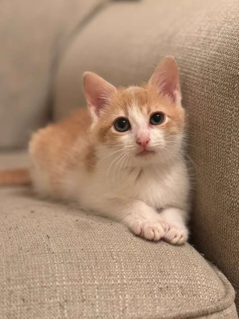A baby small-sized male orange Domestic Short Hair cat named Monterey (Monty) for adoption