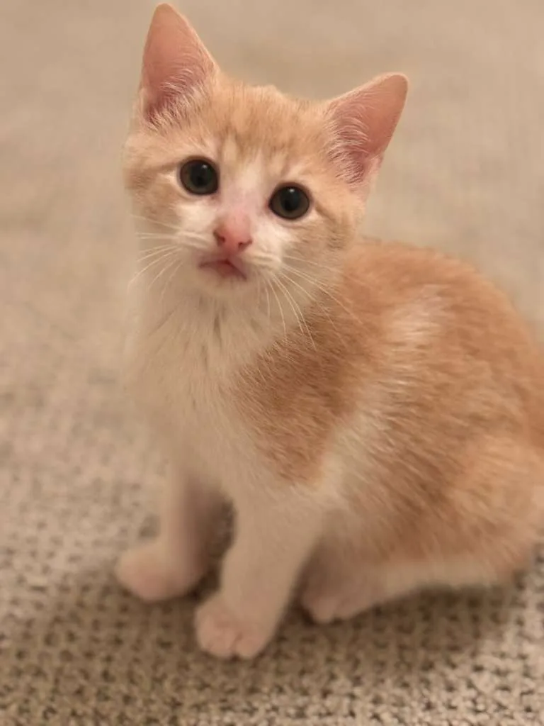 A senior small-sized male orange Domestic Short Hair cat named Ricotta (Ricky) for adoption