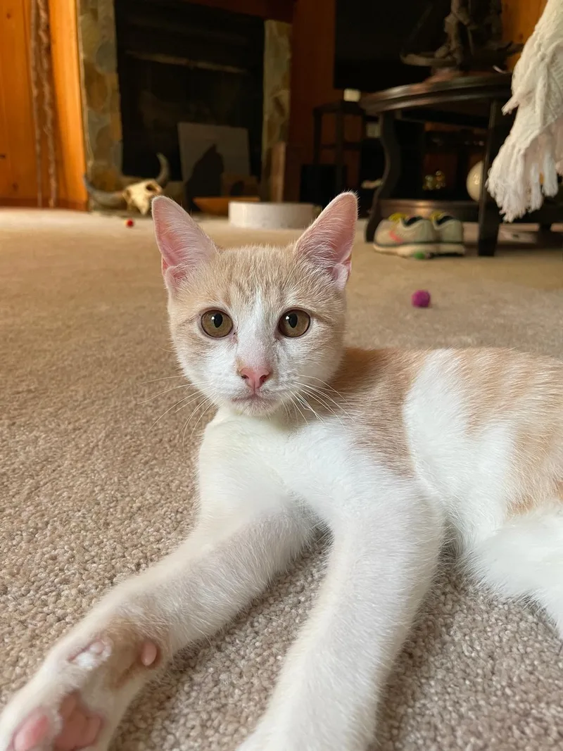 A senior small-sized male orange Domestic Short Hair cat named Ricotta (Ricky) - bonded with Reggie for adoption