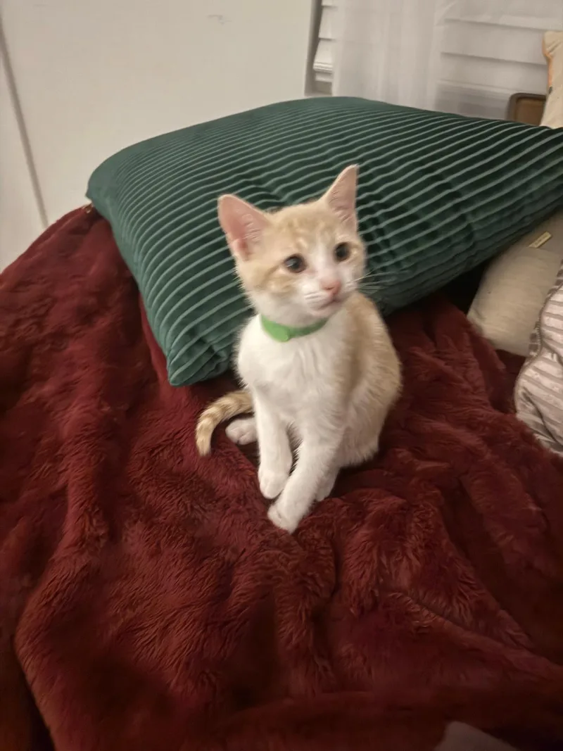 Ricotta (Ricky) thumbnail 3