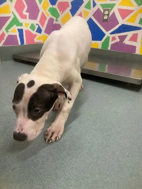 A baby small-sized male Pit Bull Terrier dog named Orion for adoption in Baytown, TX