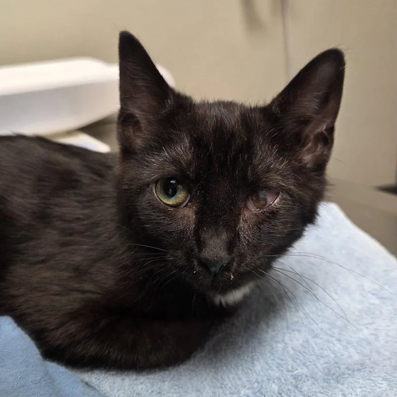 A baby small-sized male Black Domestic Short Hair cat named Aidan for adoption in Reisterstown, MD