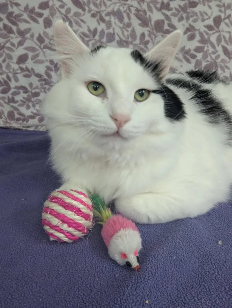 An adult medium-sized male White/Black Domestic Long Hair cat named Olaf for adoption