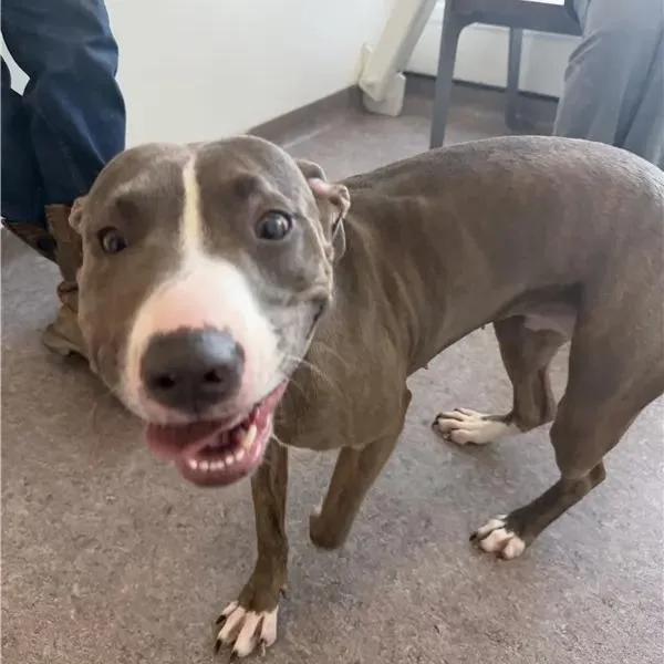 A young medium-sized female Terrier dog named Maple for adoption in Saint Louis, MO