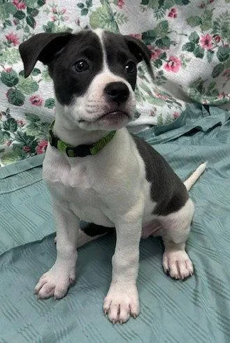 A baby large-sized female American Bulldog dog named Mymom for adoption in Wetumpka, AL