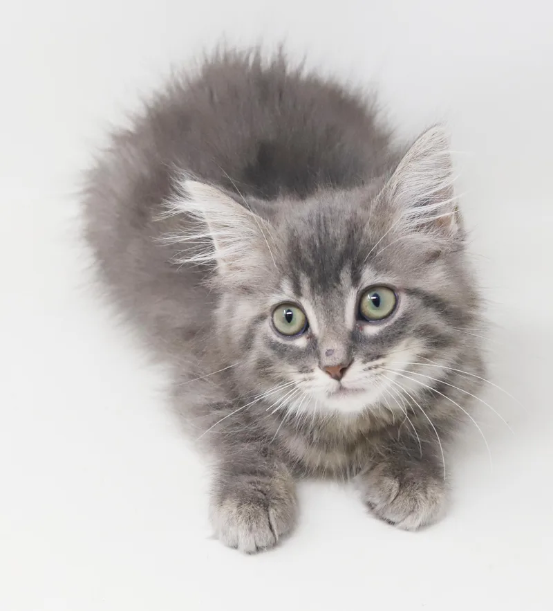 A baby small-sized male Tabby (Gray / Blue / Silver) Maine Coon cat named Boone is baby brilliance for adoption in Bedford Hills, NY