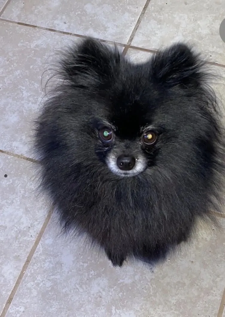 An adult small-sized male Black Pomeranian dog named Alfred for adoption