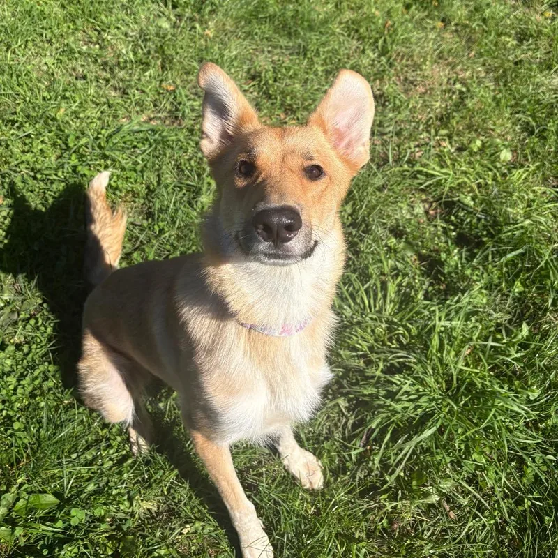 An adult medium-sized female Yellow / Tan / Blond / Fawn Shepherd dog named Susie for adoption in West Des Moines, IA