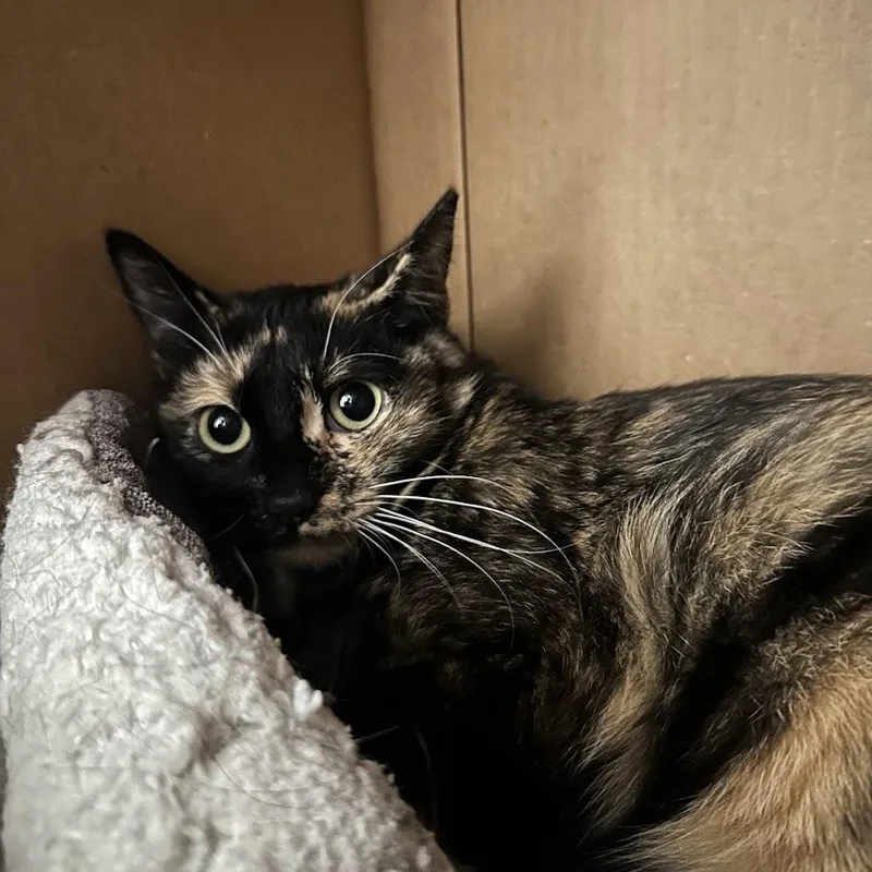A young medium-sized female Calico Domestic Short Hair cat named Panache for adoption in Grand Rapids, MI