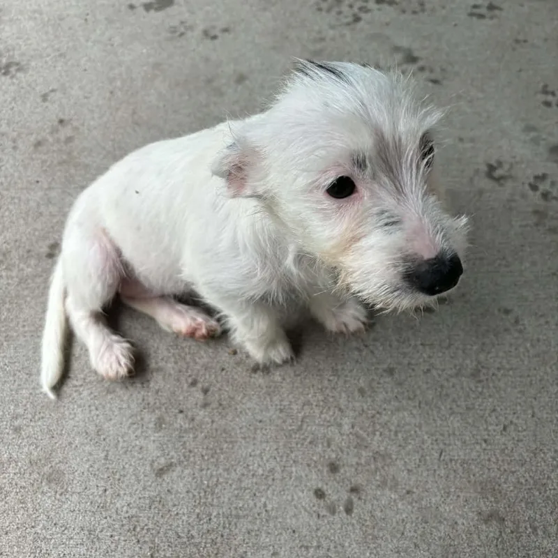Dottie thumbnail 2