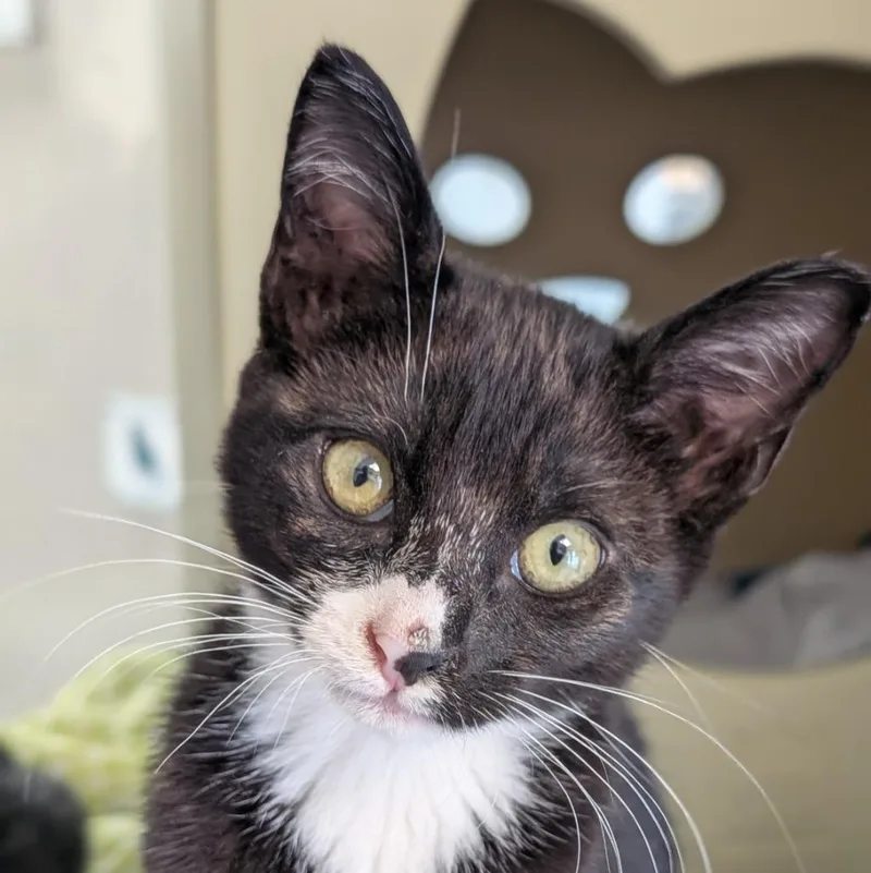 A baby medium-sized male Domestic Medium Hair cat named Rufousbanded Owl for adoption in Shoreline, WA