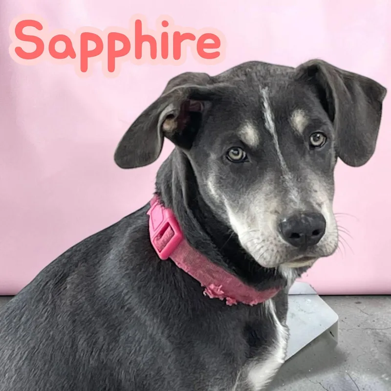 Sapphire  Silver Lab thumbnail 2