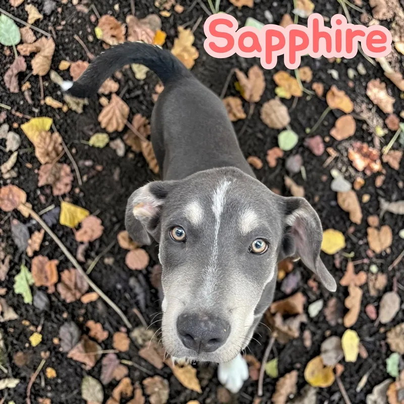 Sapphire  Silver Lab thumbnail 3