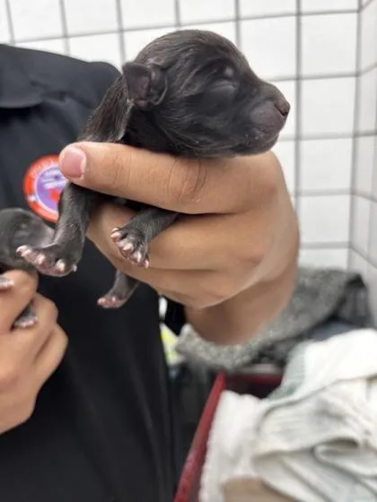 Pup