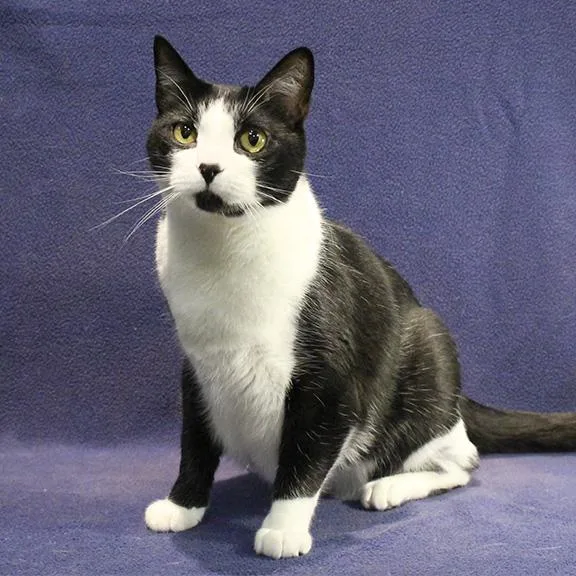 An adult medium-sized male Black & White / Tuxedo Domestic Short Hair cat named Hugo for adoption in Overland Park, KS