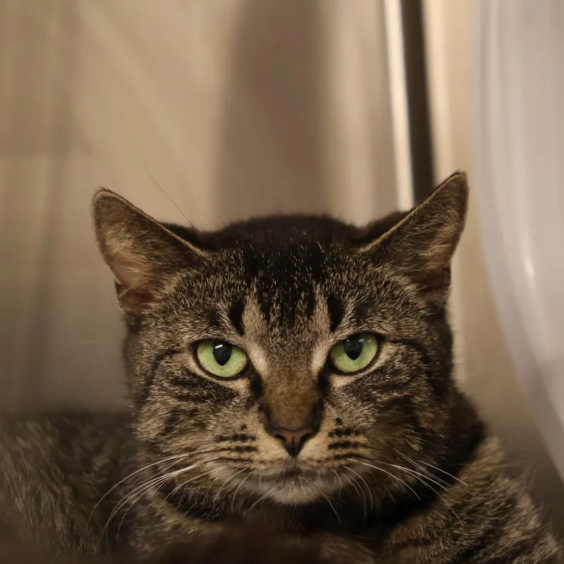 A young medium-sized female Brown / Chocolate Domestic Short Hair cat named Tawny for adoption in Briarcliff Manor, NY