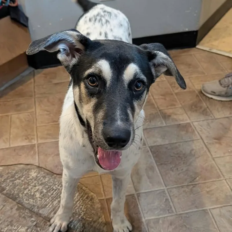 A young medium-sized female White / Cream Mixed Breed dog named Aries for adoption in Boaz, AL