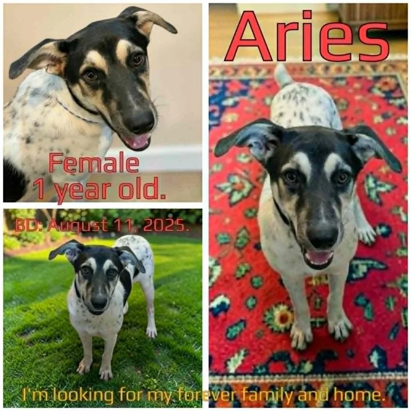 Aries thumbnail 2