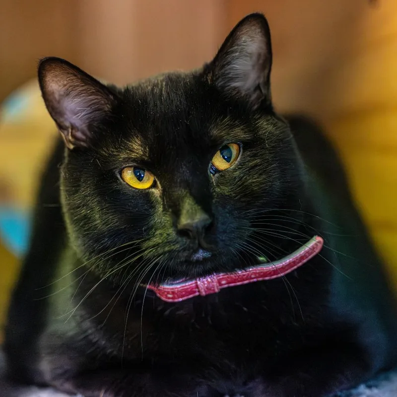 An adult extra large-sized female Black Domestic Short Hair cat named Glitter for adoption in Decatur, GA