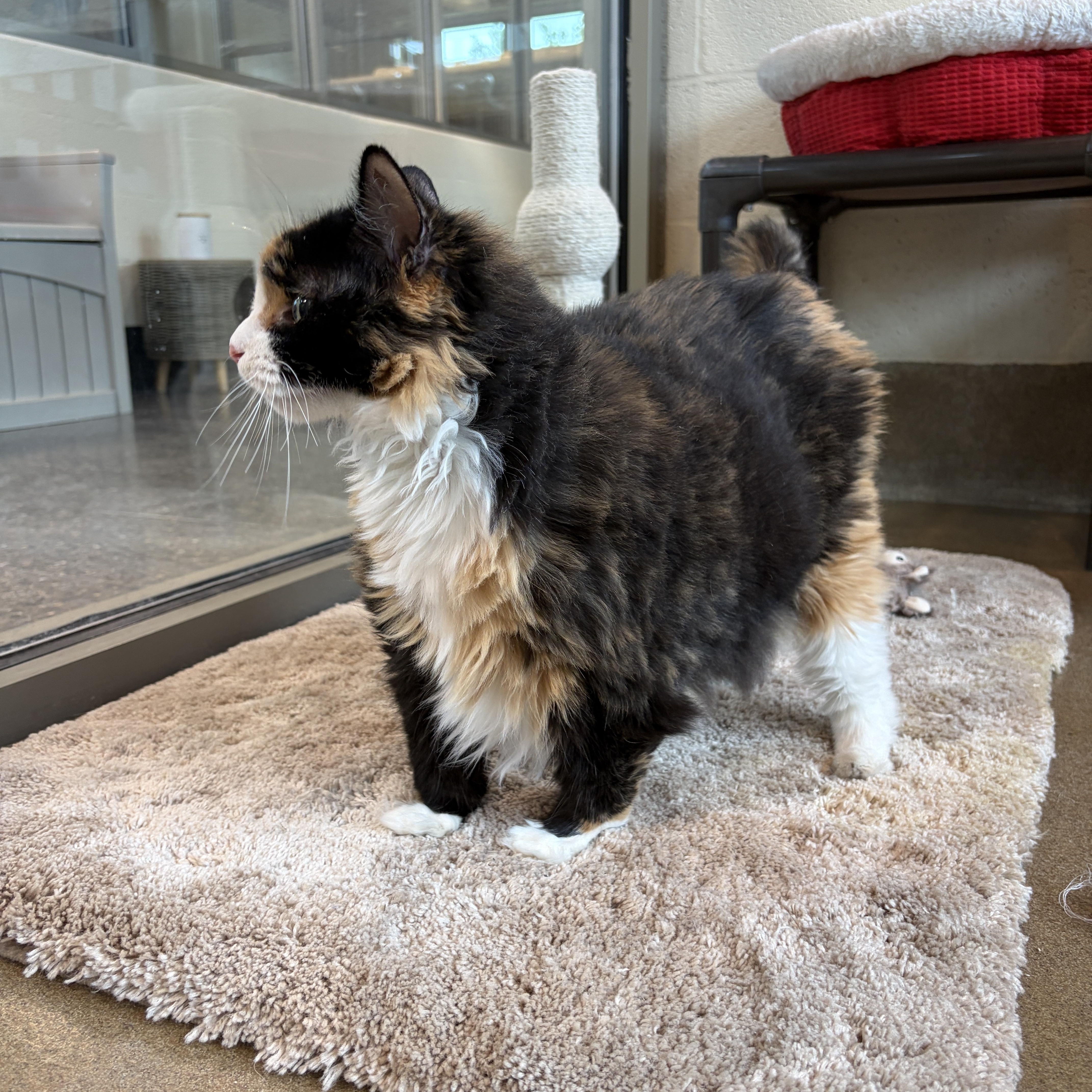 A senior large-sized female Calico Domestic Medium Hair cat named Snickers for adoption in Winchester, VA