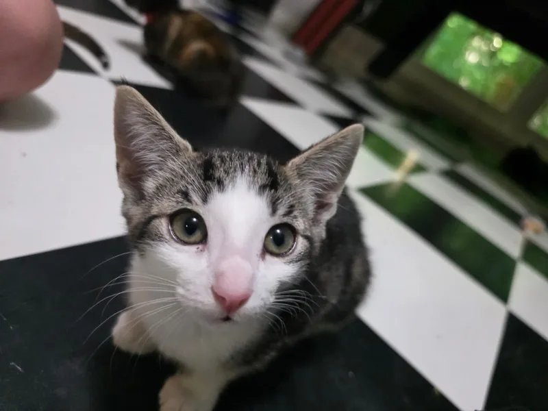 A baby small-sized female brown Domestic Short Hair cat named Cheetara for adoption